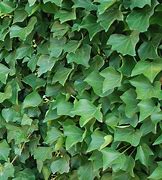 Image result for Hedera helix Hibernica 1-2T - 40/60