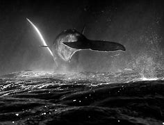 Image result for Samsung S8 Plus Whale Wallpaper
