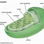 Image result for Lumen of Cell