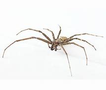 Image result for NZ Spiders Identification Chart