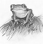 Image result for Realistic Frog Drawing Kit