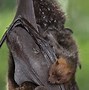 Image result for Fruit Bat in a Hat