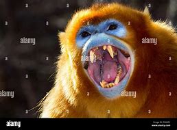 Image result for Angry Monkey Rainforest