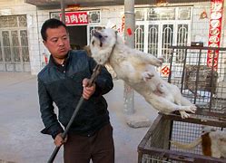Image result for Yulin China