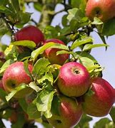 Image result for Melrose Apple Tree