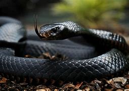 Image result for Africa Snakes