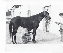 Image result for Breedinh Seattle Slew