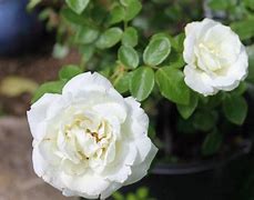 Image result for Rose 300 X 300