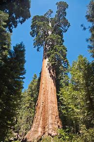 Image result for General Grant Tree