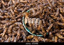 Image result for Bowl of Plain Fried Crickets
