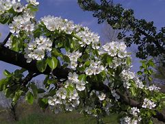 Image result for Pyrus communis Legipont