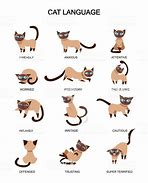 Image result for All Cat Tail Signs