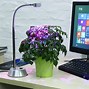 Image result for Office Desk Plants