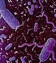 Image result for Tipos De Bacterias