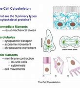 Image result for Guard Cells Cytoskeleton