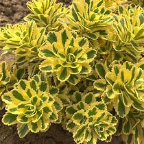 Image result for Variegated Ground Cover Plants