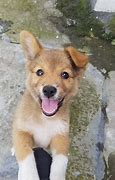 Image result for Stray Puppy
