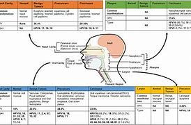 Image result for Human Papillomavirus Stages