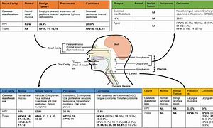 Image result for Human Papillomavirus Stages