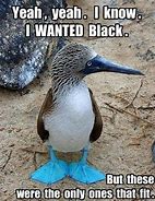 Image result for OH No Animal Meme