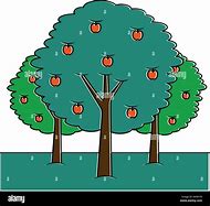 Image result for Dwarf Apple Tree Seedlings