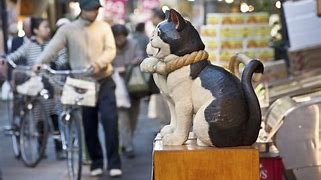 Image result for Cat Town Japan