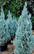 Image result for Juniperus squam. Blue Swede