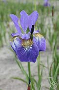 Image result for Iris sibirica Caesars Brother