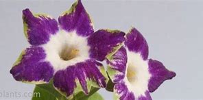 Bildergebnis für Primula auricula Starflower