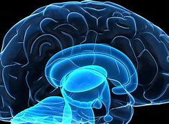 Image result for Neurology Hundred Billion Neurons Brain