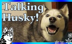 Image result for Husky Dogs Talking Funny