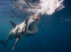 Image result for Big Shark Pictures