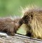 Image result for Desert Porcupine