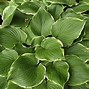 Image result for Hosta Leading Lady