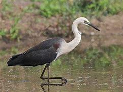 Image result for Ardea pacifica