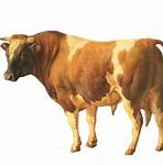 Image result for Cattle Rustler Art