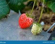 Image result for Green Strawberries