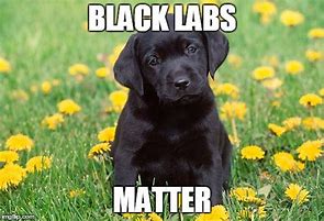 Image result for Black Labs Matter Meme