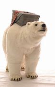 Image result for Polar Bear Show