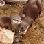 Image result for Otters Being Cute