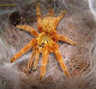 Image result for Pterinochilus Murinus