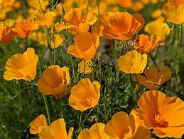 Image result for California Flower