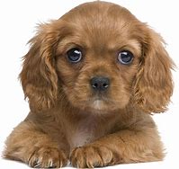 Image result for Prettiest Dog