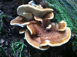 Image result for Dyer's Polypore