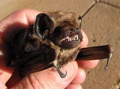 Image result for Hawaiian Hoary Bat