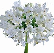 Agapanthus White Heaven (Funnel-Group) に対する画像結果