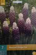 Image result for Muscari latifolium Grape Ice