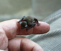 Image result for Bumblebee Bat for Kids