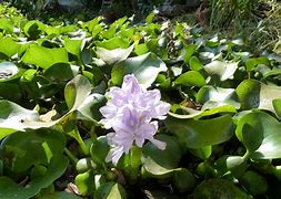 Image result for eichhornia