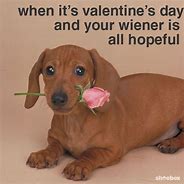 Image result for Valentine Pet Memes